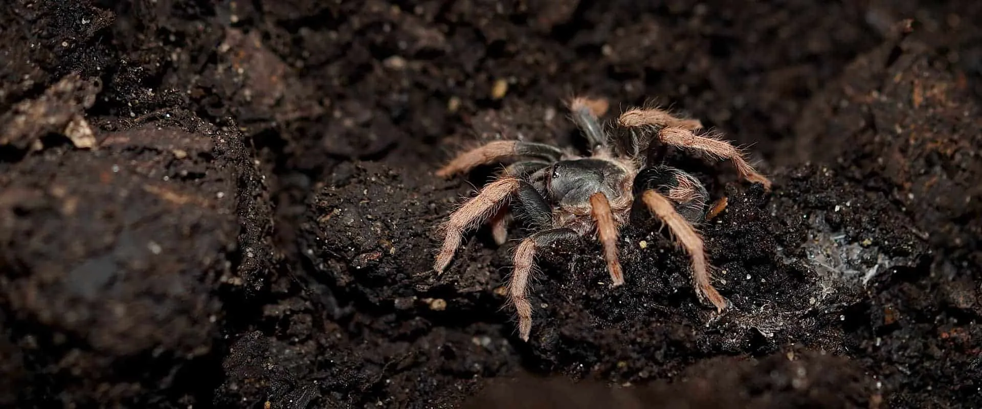 15466 springtails close up