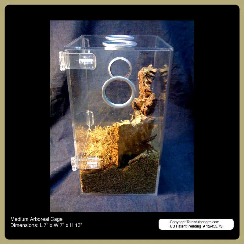 15467 tarantula cage cleaning