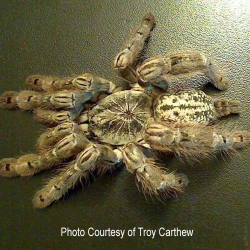 15468 tarantula enclosure setup