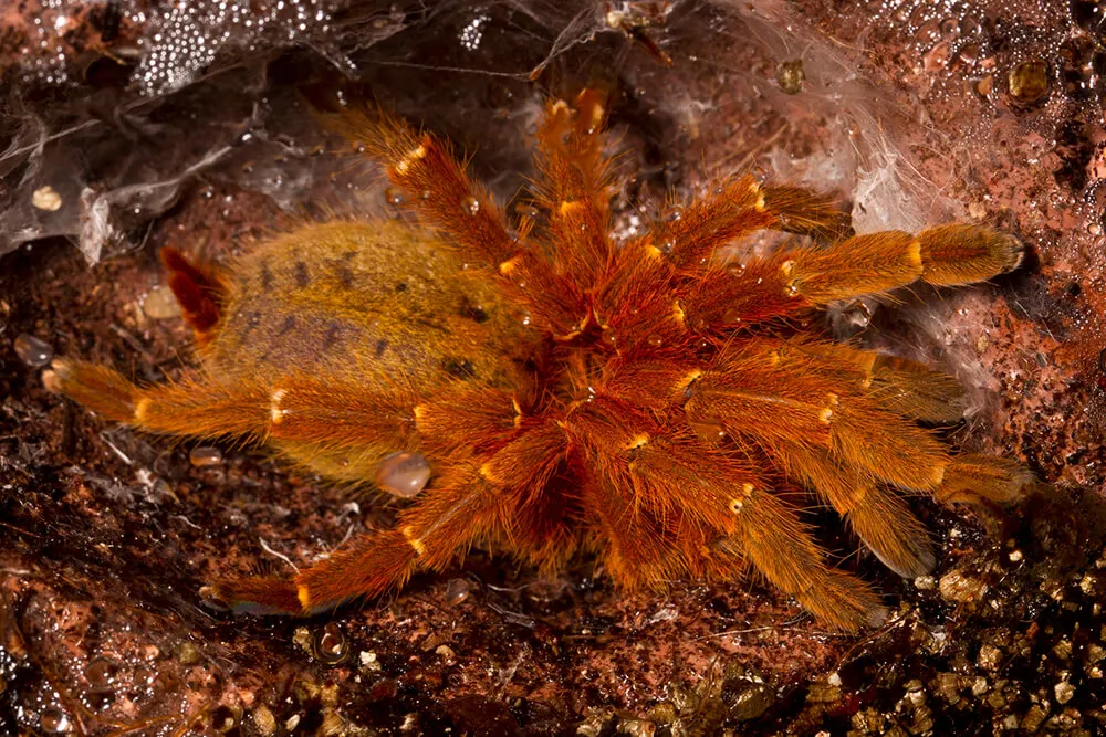 15468 tarantula feeding