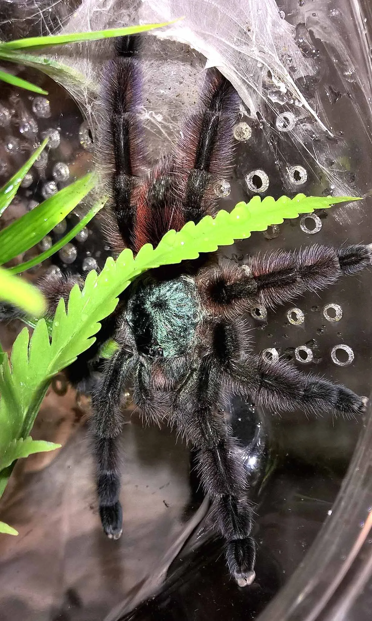 15468 tarantula handling