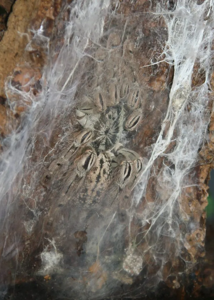 15468 tarantula molting