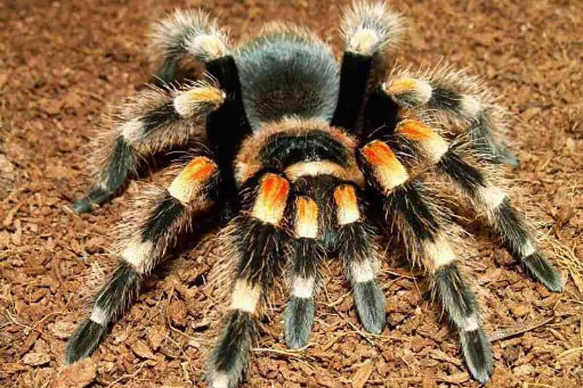 15469 blonde tarantula handling