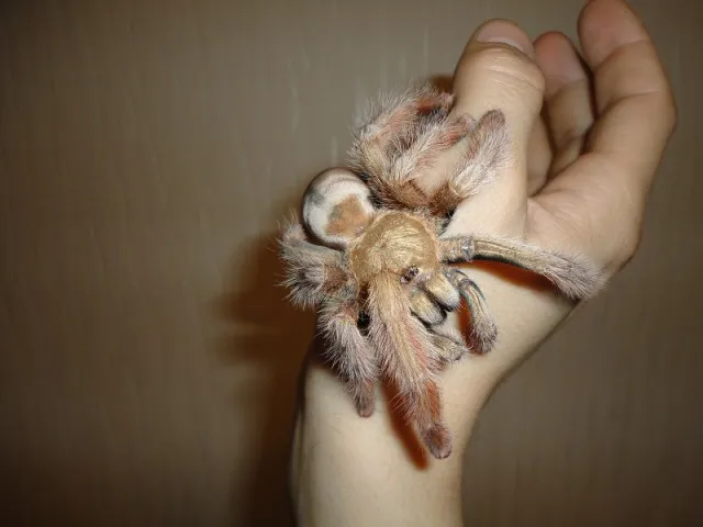 /img/15469-blonde-tarantula-health.webp