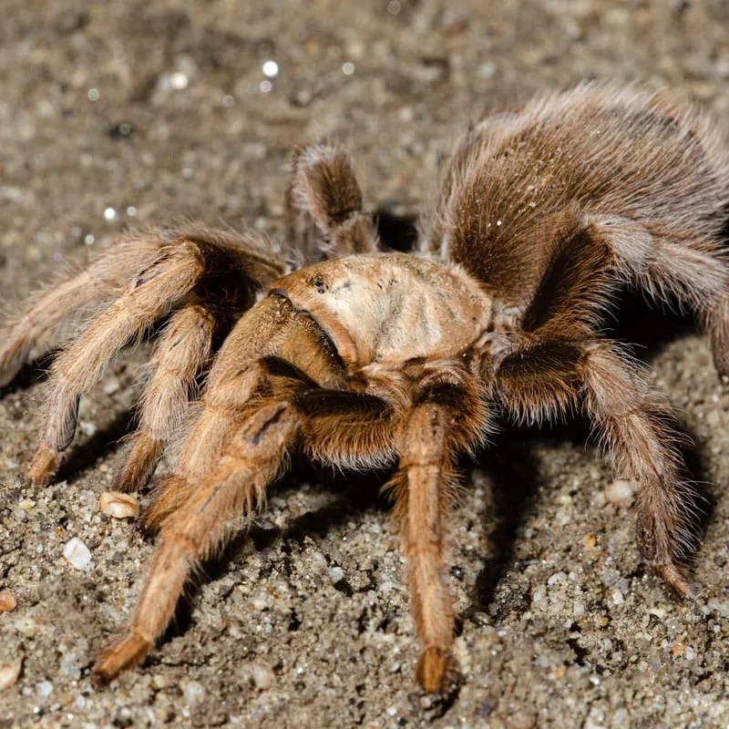 15469 blonde tarantula substrate