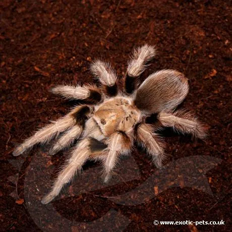 15469 blonde tarantula watering