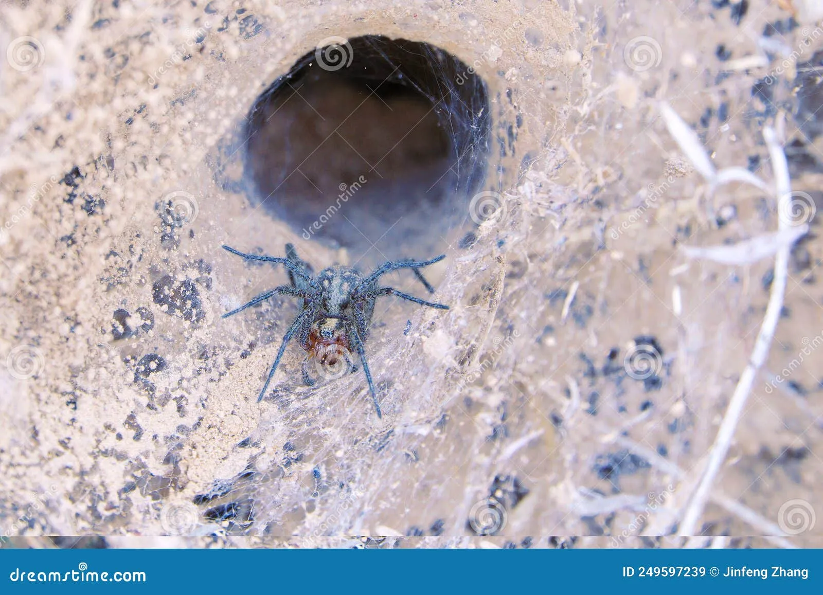 15473 tarantula decorations