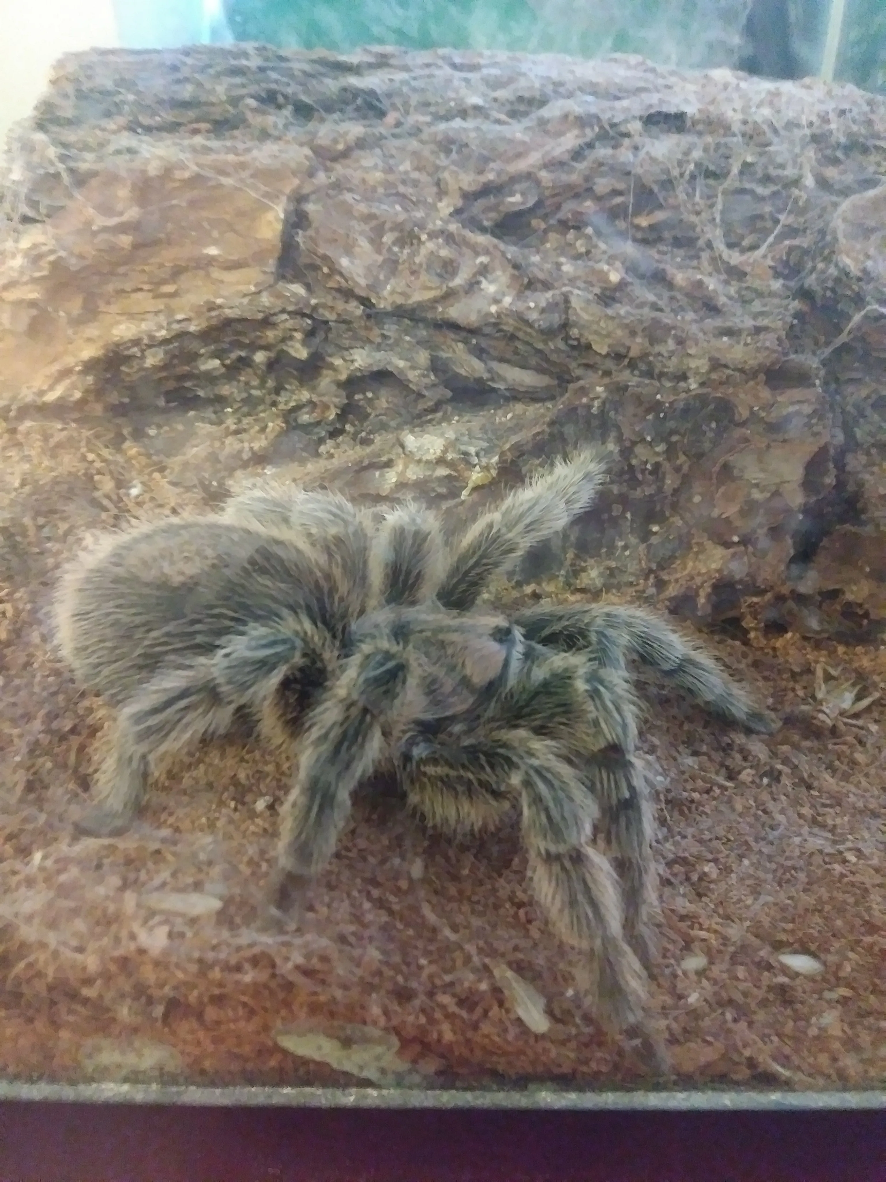 15473 tarantula feeding