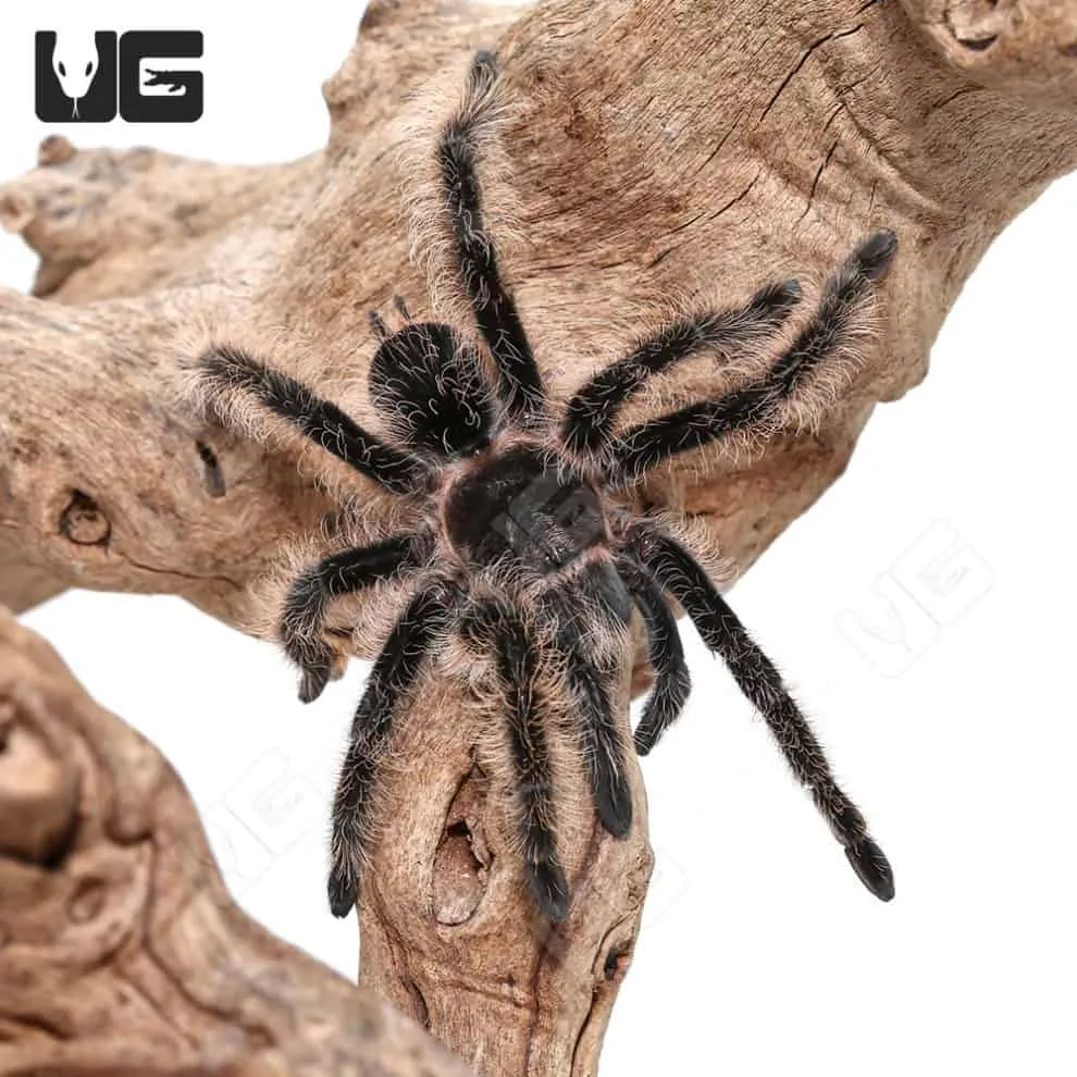 15474 curly hair tarantula spiderling image2