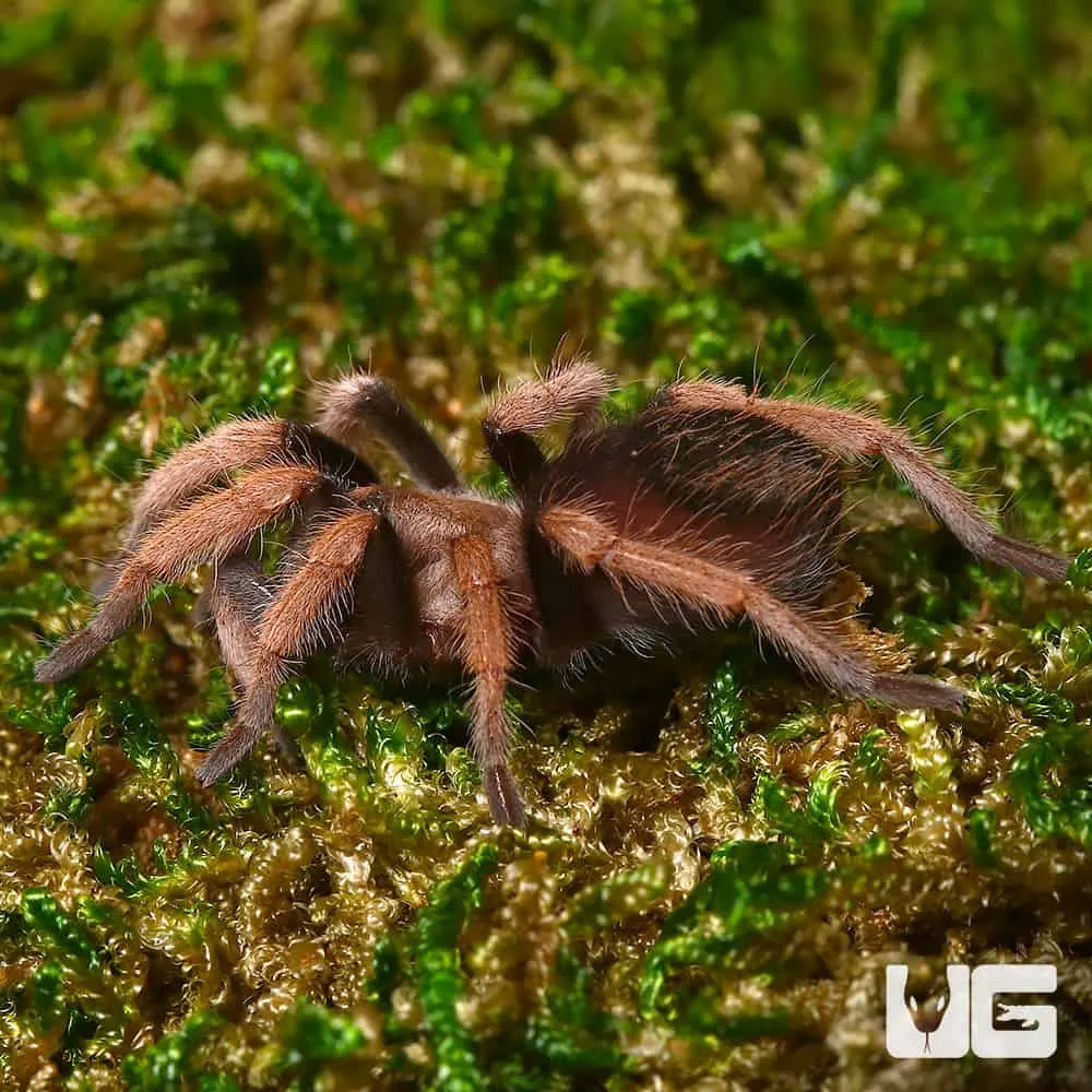 15474 curly hair tarantula spiderling image3