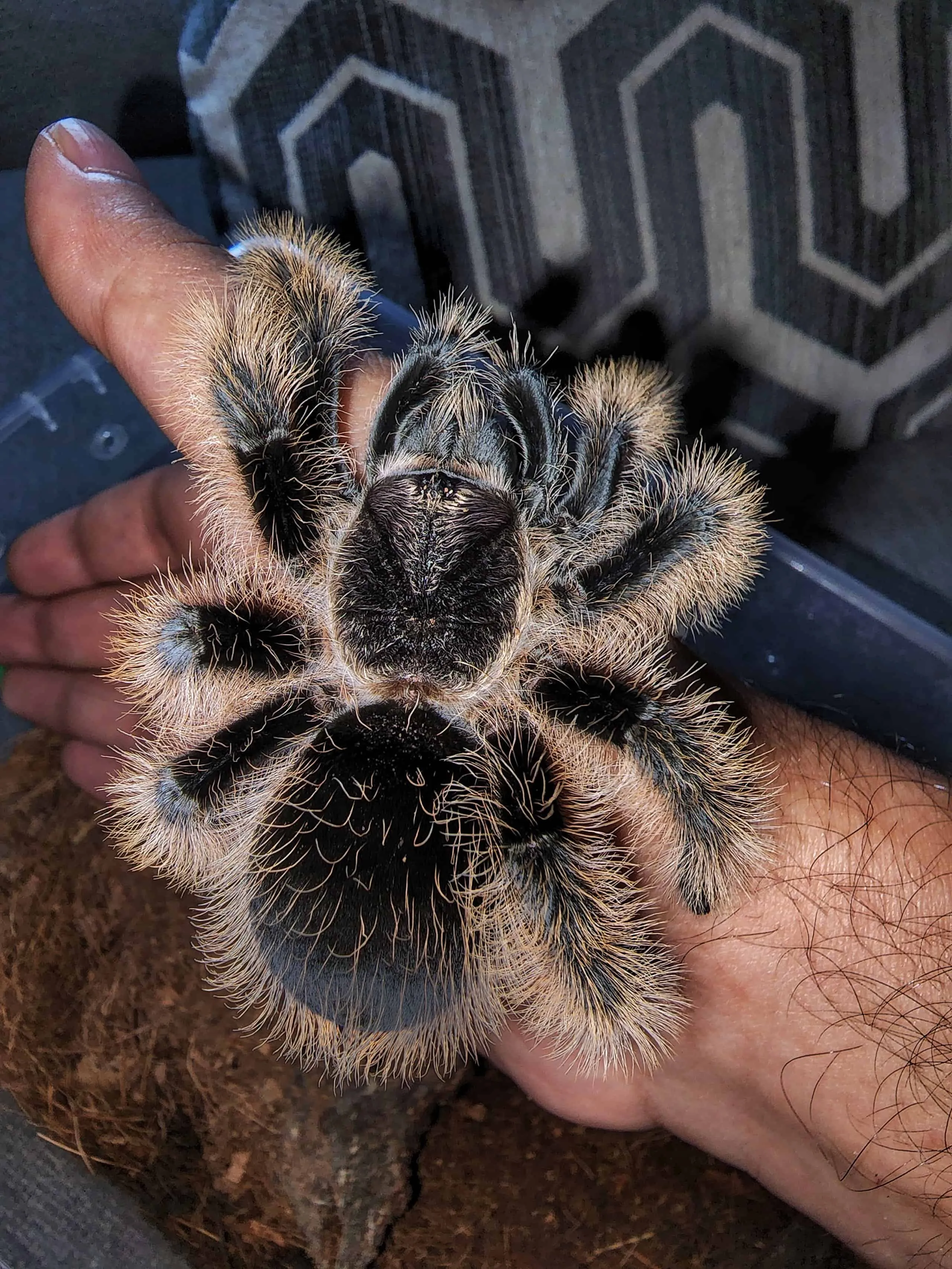 15474 curly hair tarantula spiderling image5