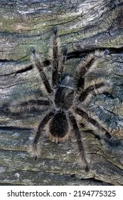 15474 curly hair tarantula spiderling image6