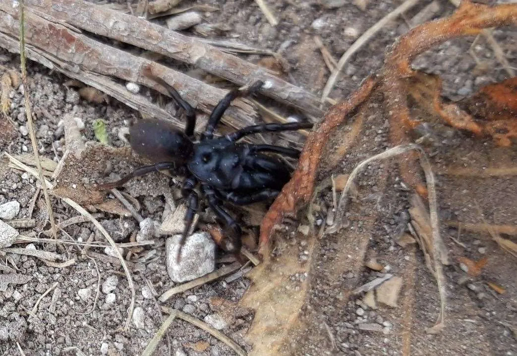 15476 tarantula feeding