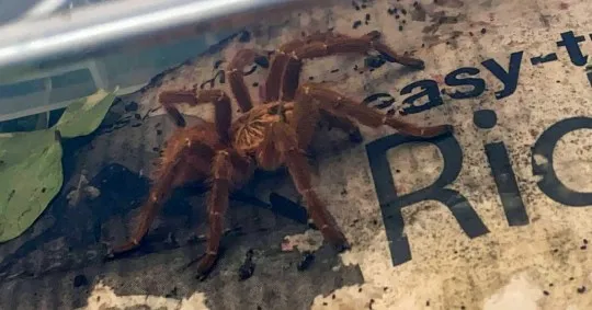 15476 tarantula habitat uk