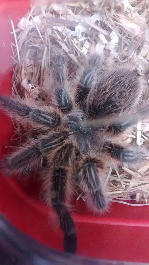 15476 tarantula handling