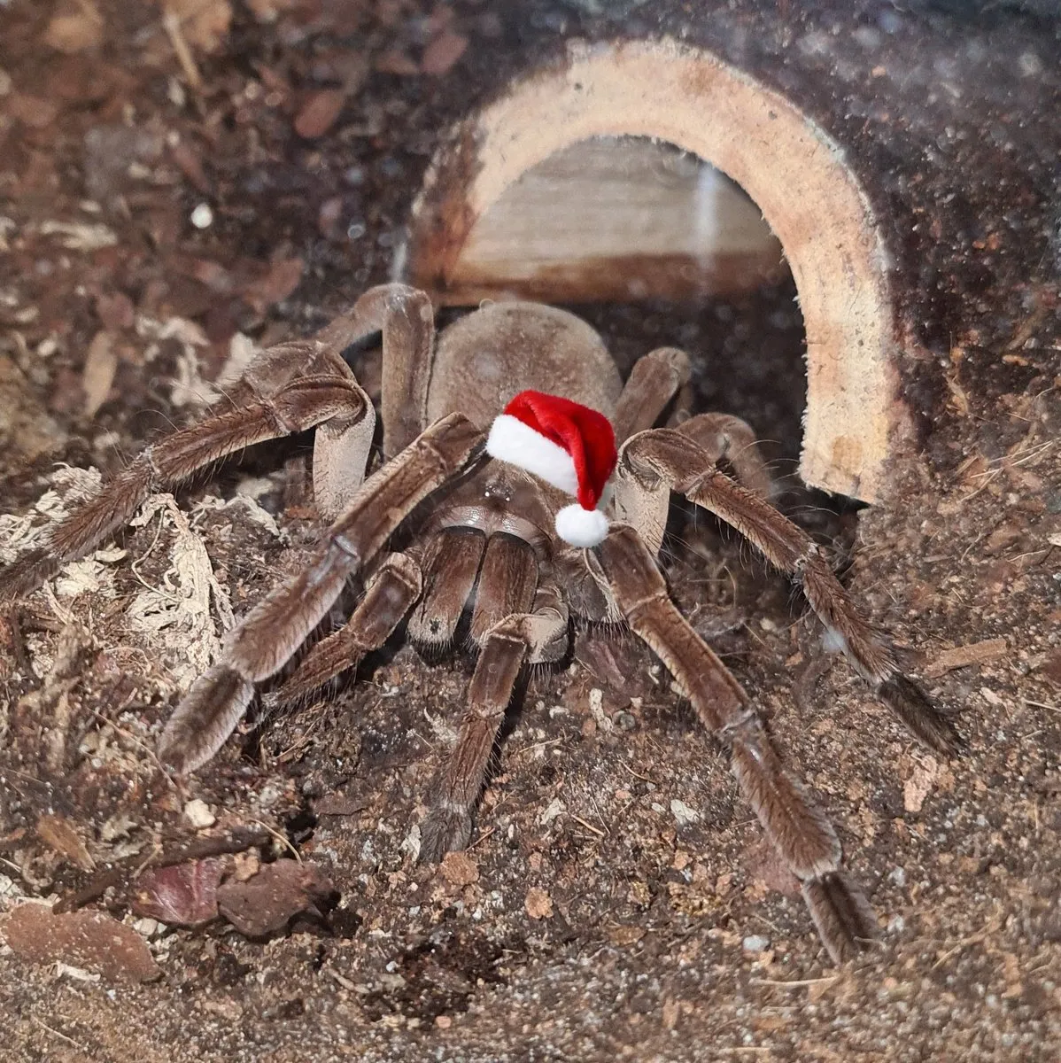 15476 tarantula health check