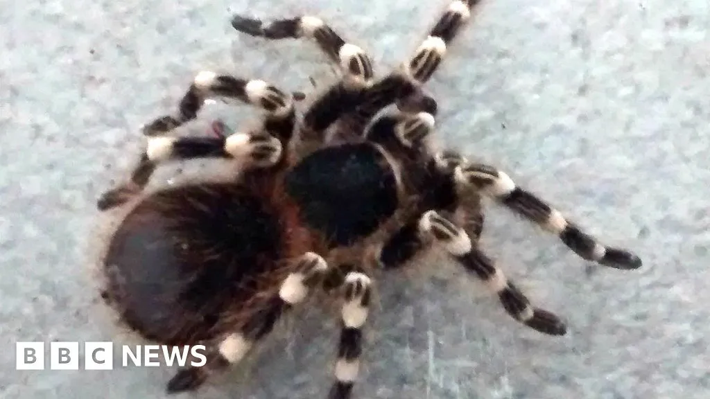 15476 tarantula species uk