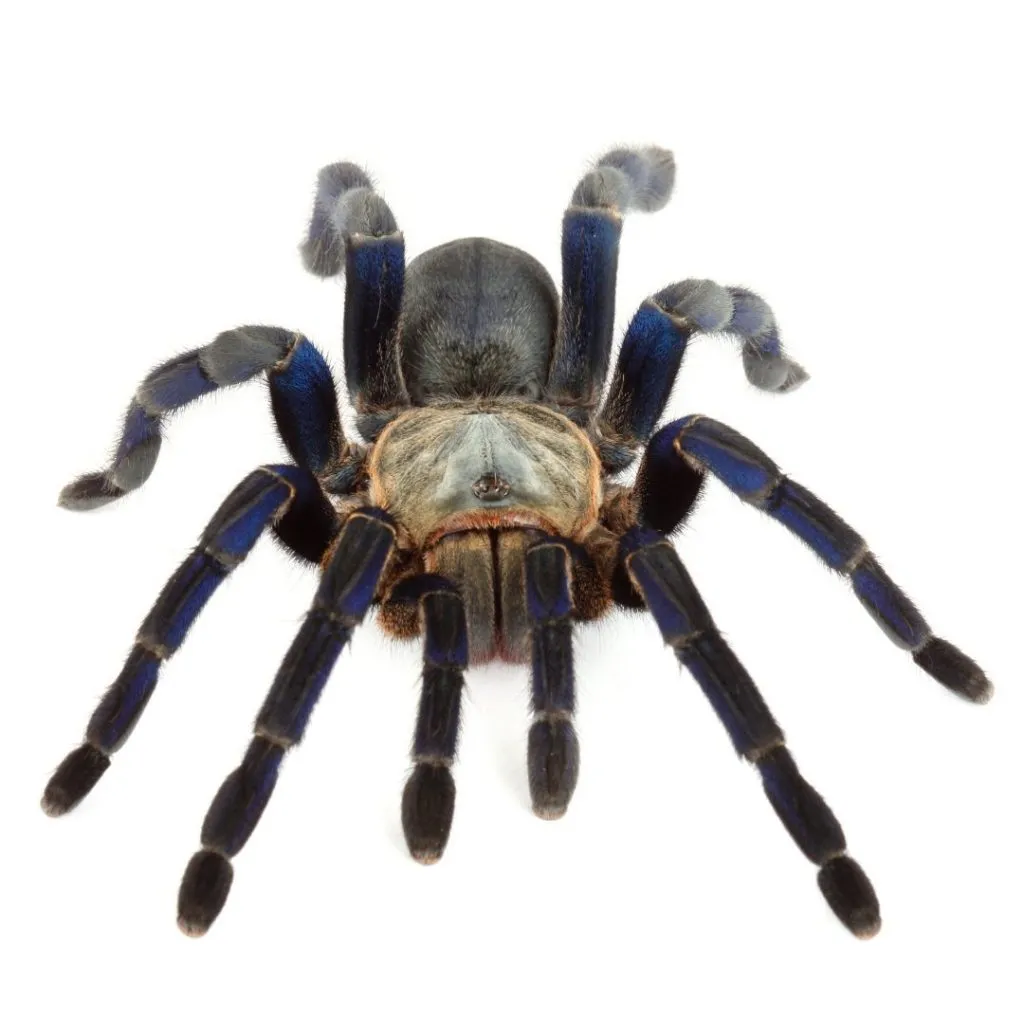 /img/15476-tarantula-water-dish.webp