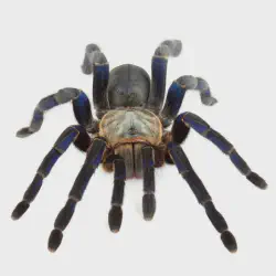 /img/15476-tarantula-water-dish.webp