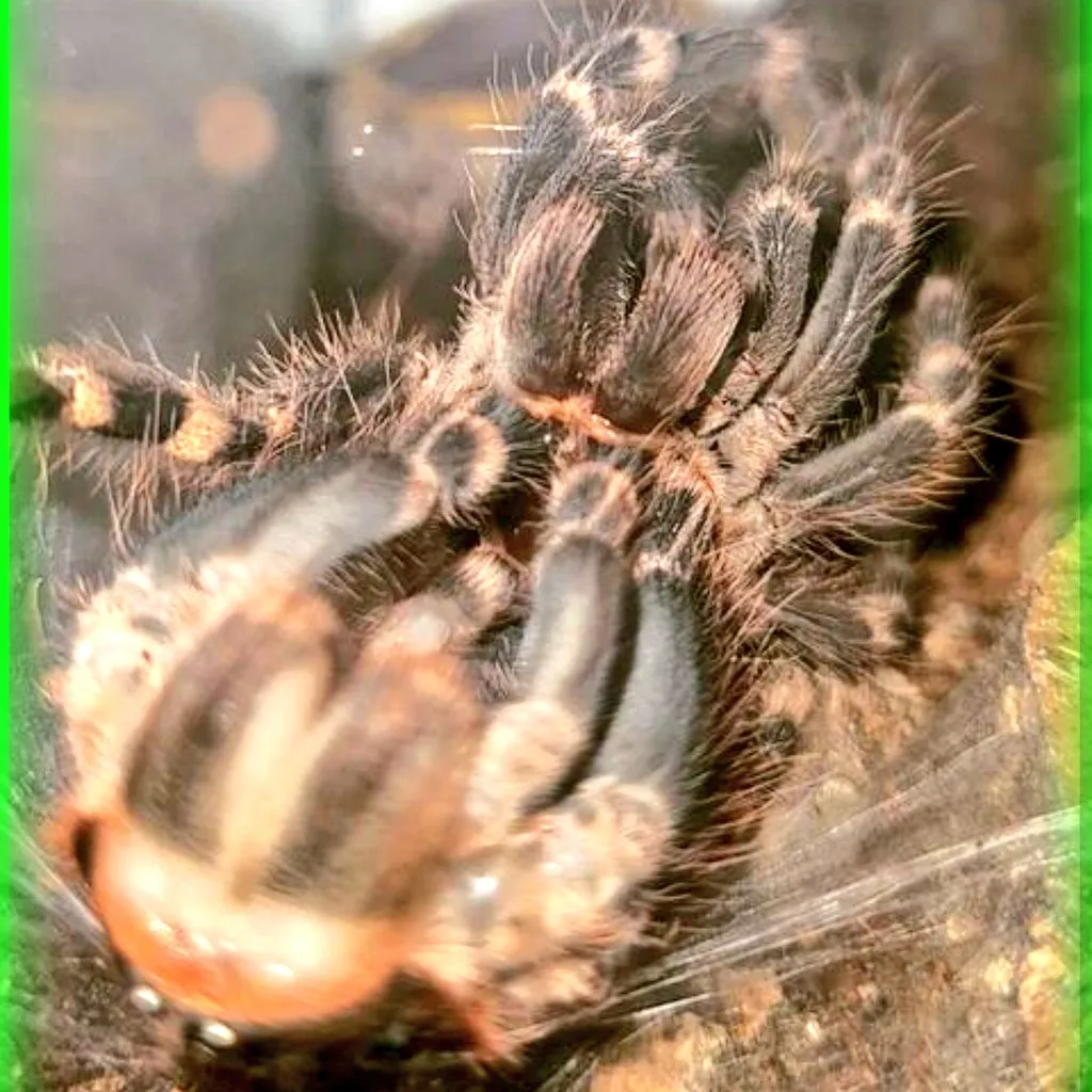 15476 uk tarantula breeders