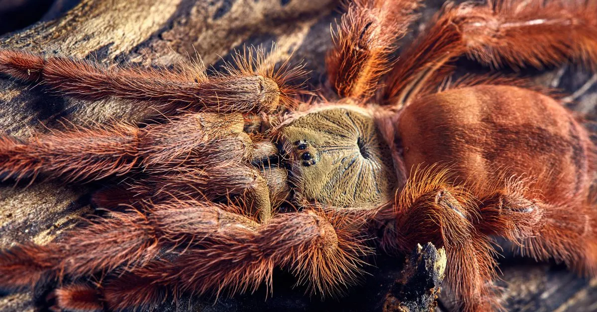 /img/15477-tarantula-molting.webp