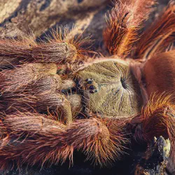/img/15477-tarantula-molting.webp