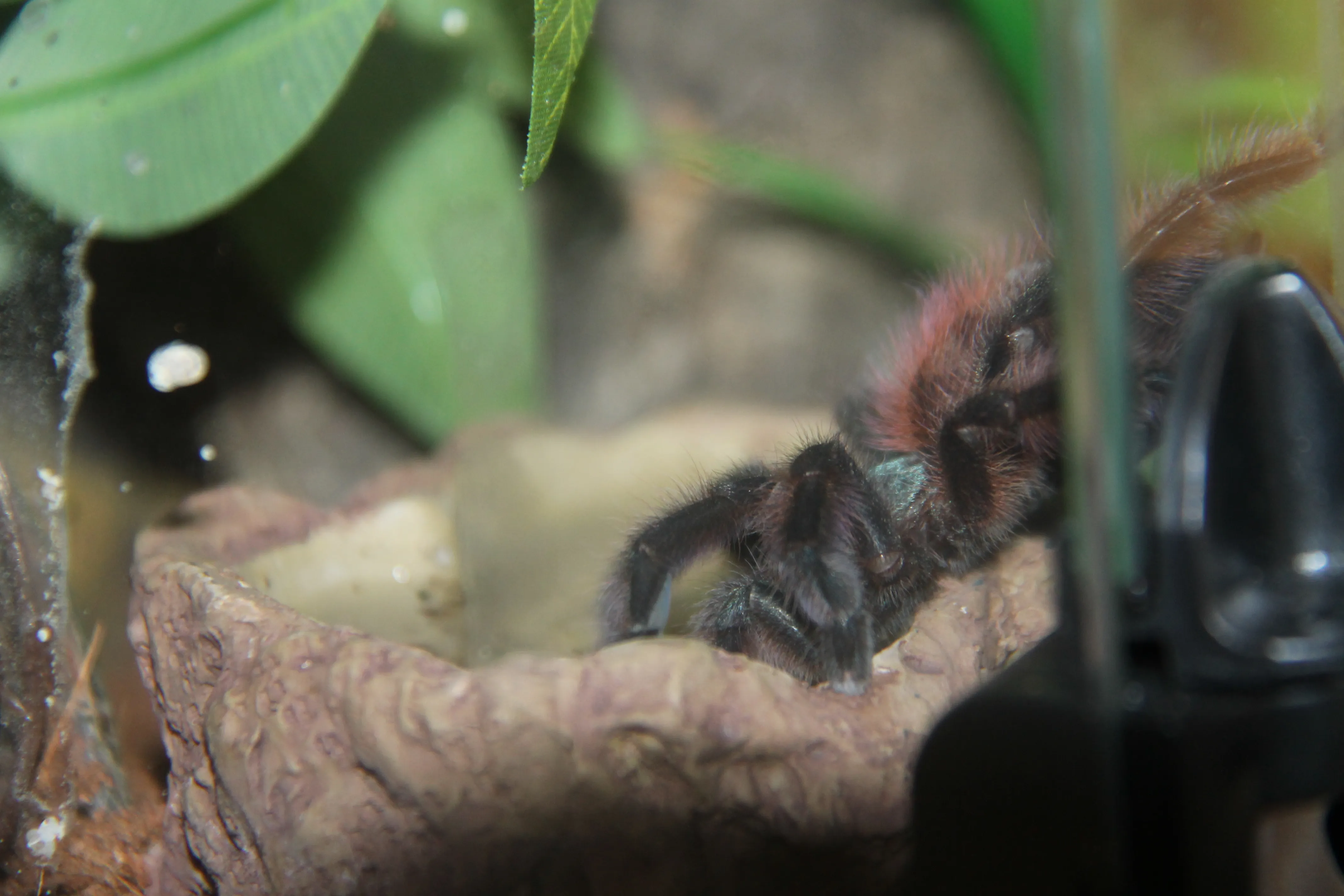 15477 tarantula poop color