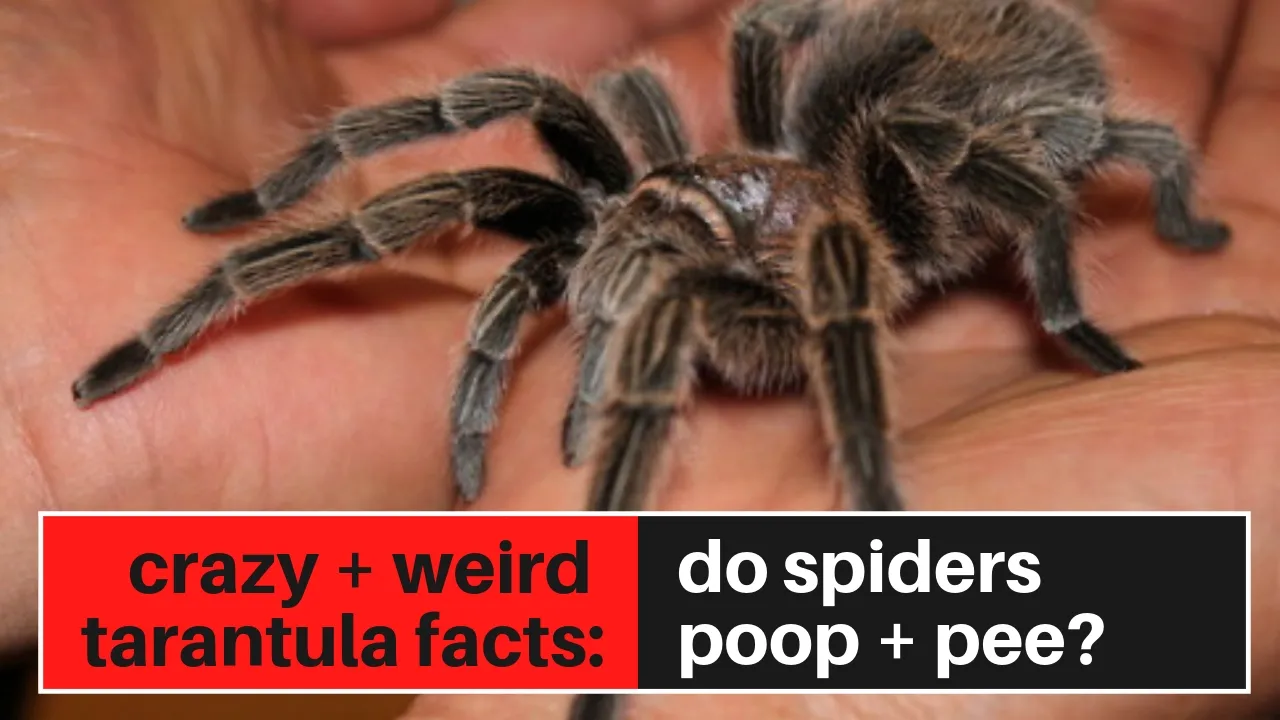 15477 tarantula poop overview