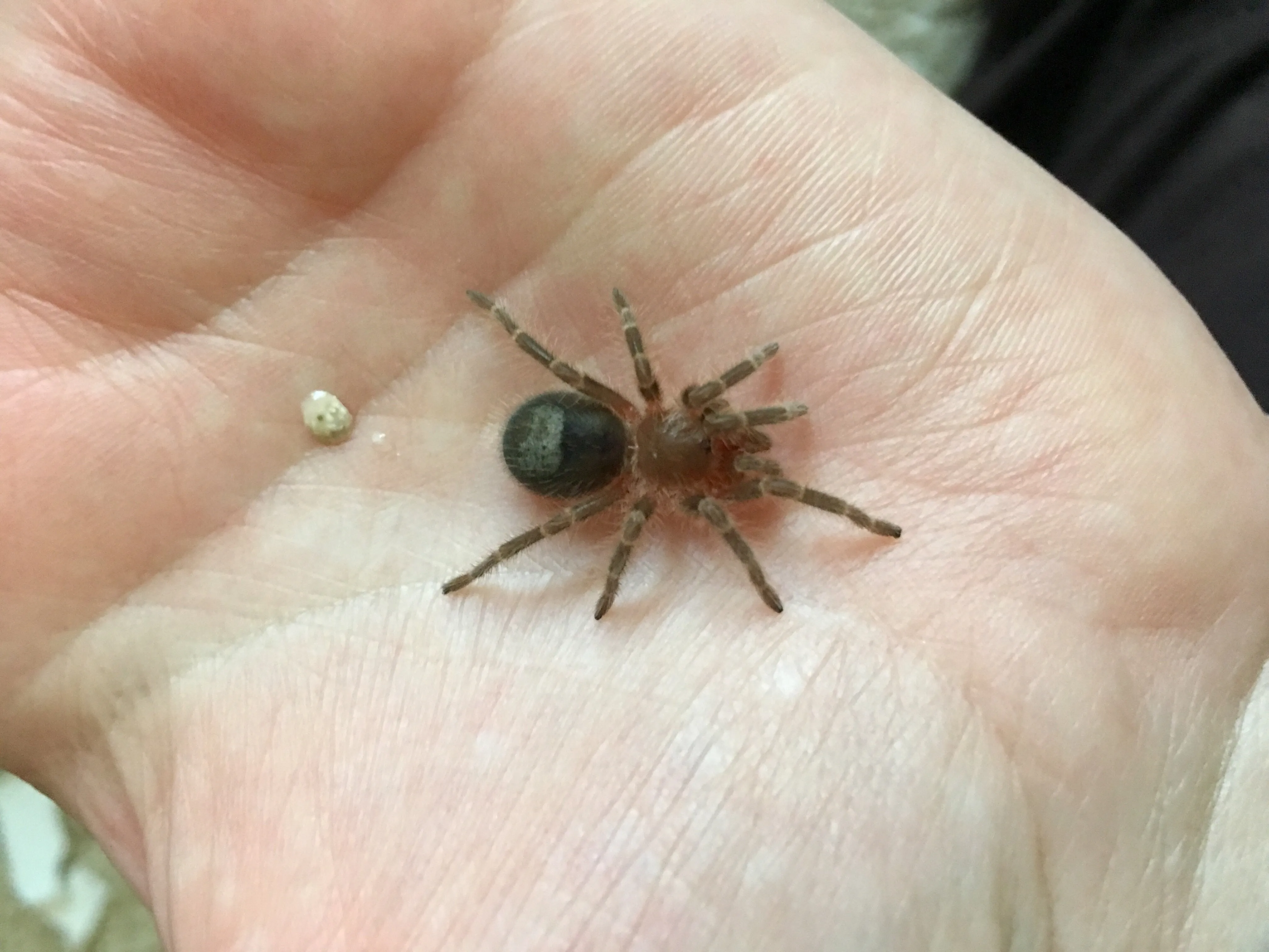 15477 tarantula poop size