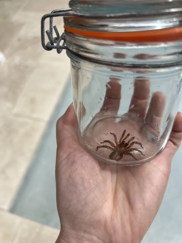 15478 baby tarantula enclosure