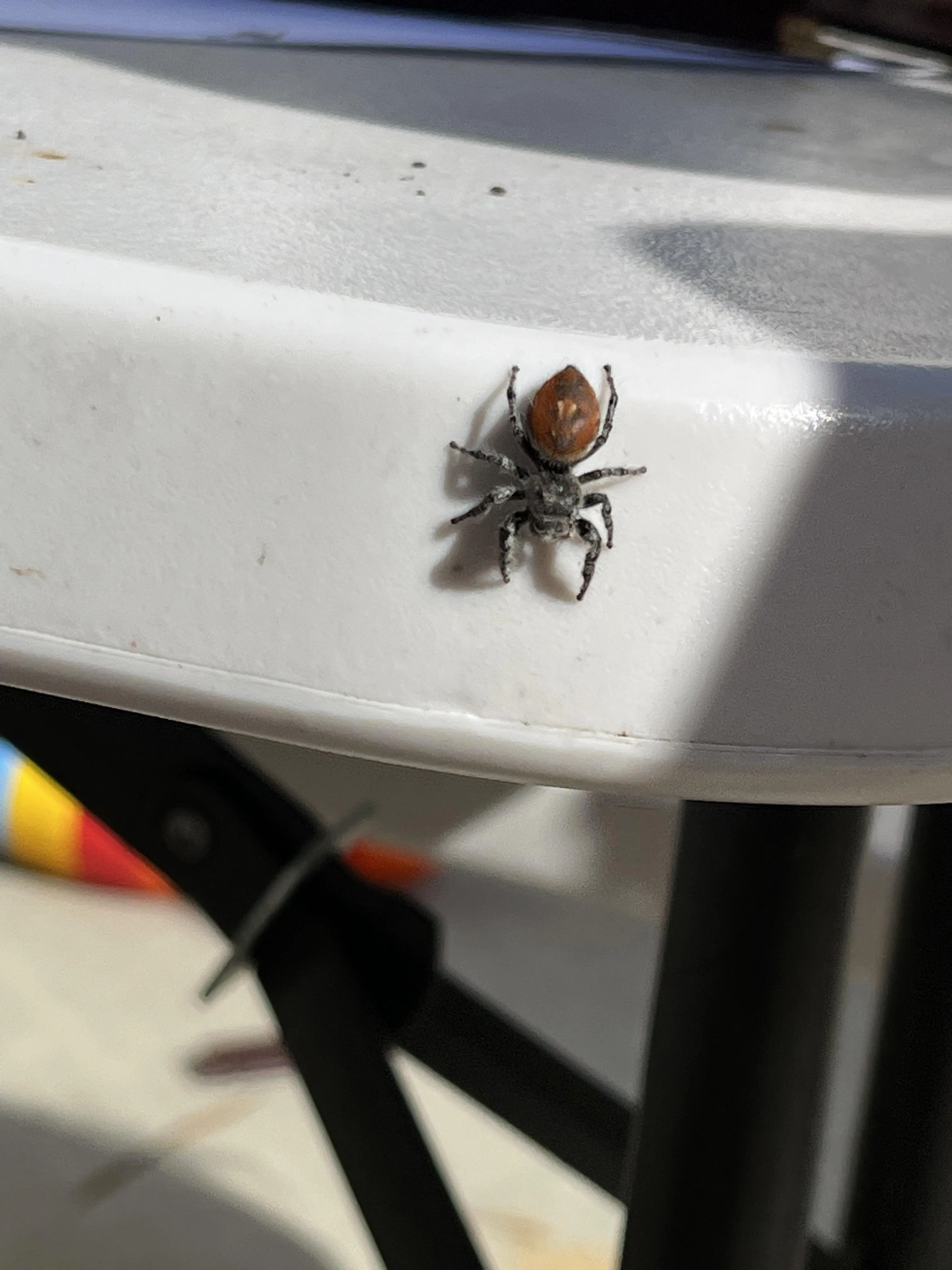 15478 baby tarantula handling