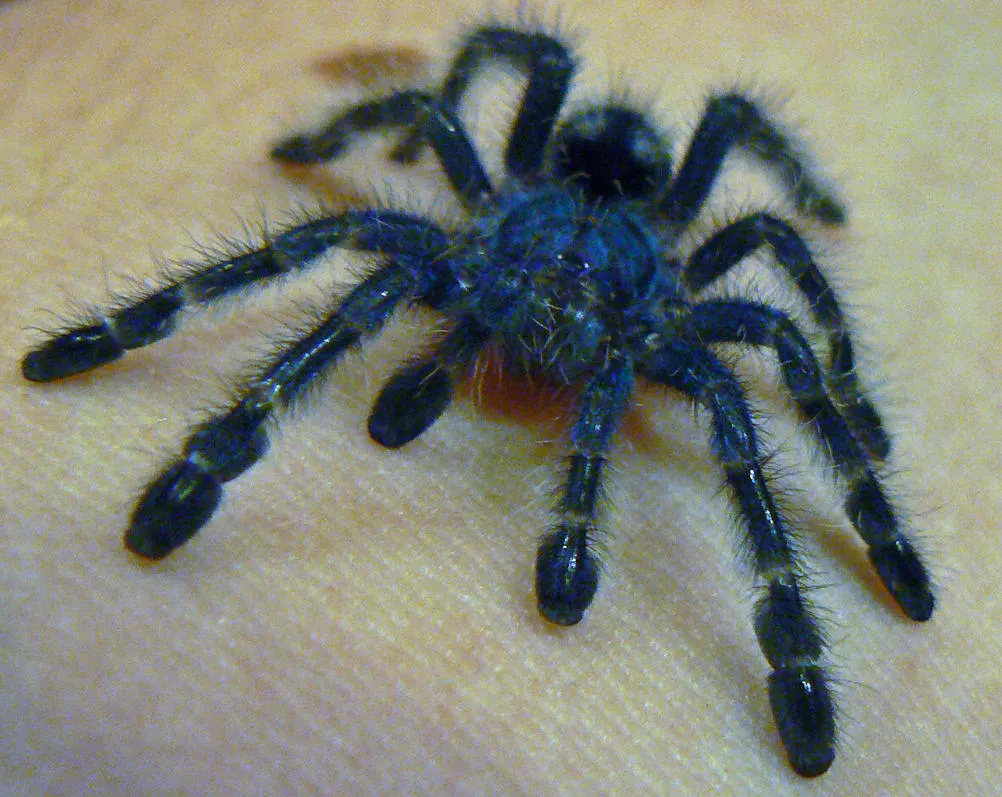 15478 baby tarantula health