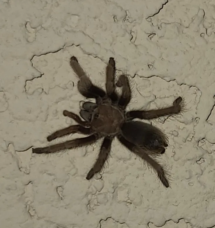 15478 baby tarantula species