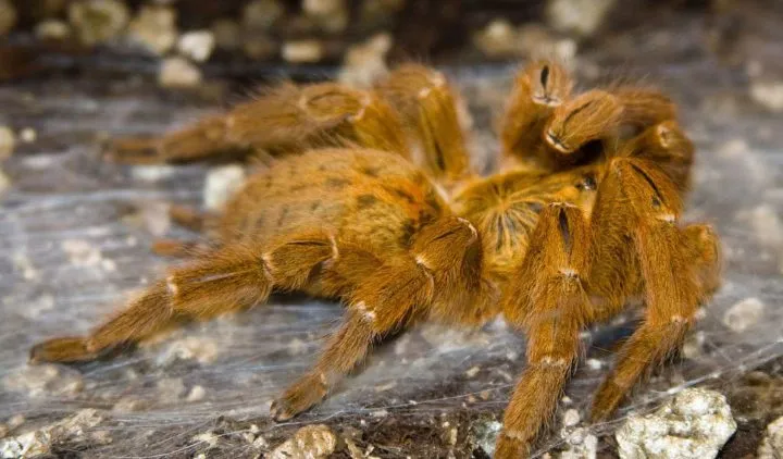 15479 asian earth tiger tarantula