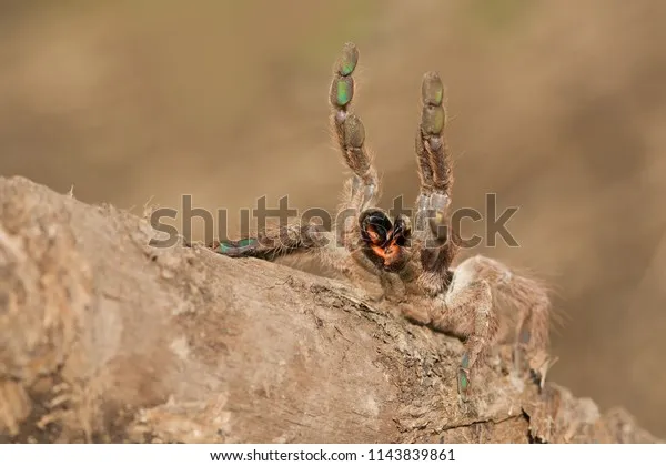 15479 indian violet tarantula