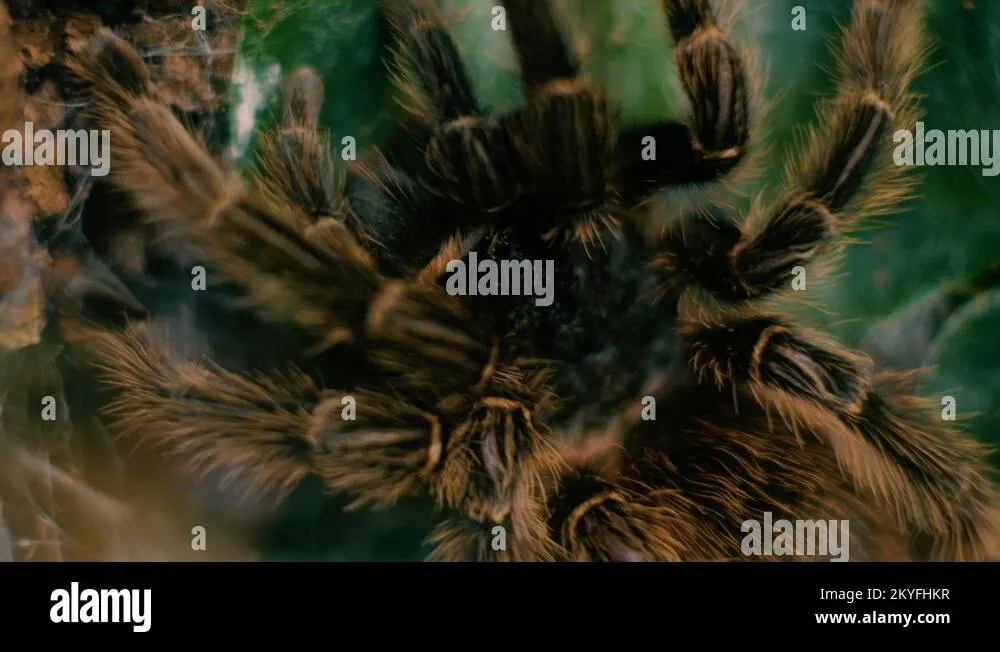 15479 tarantula defensive posture