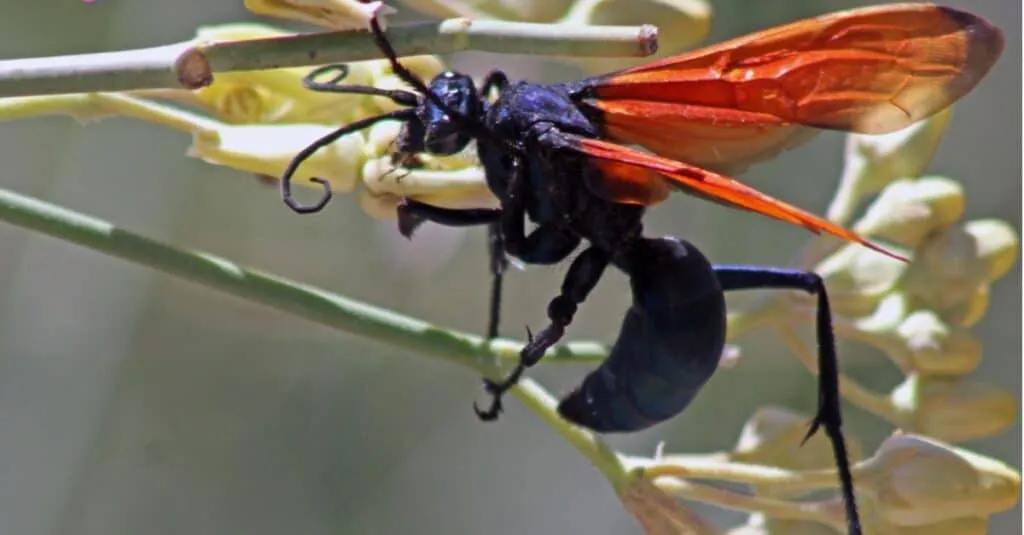 15480 tarantula hawk predators