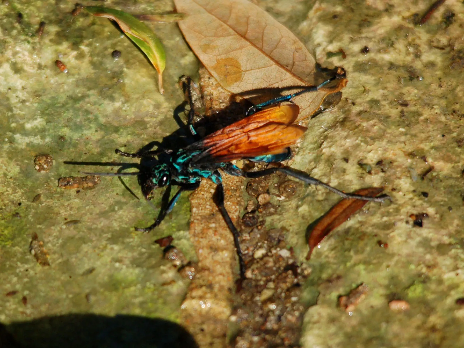 15480 tarantula hawk sting
