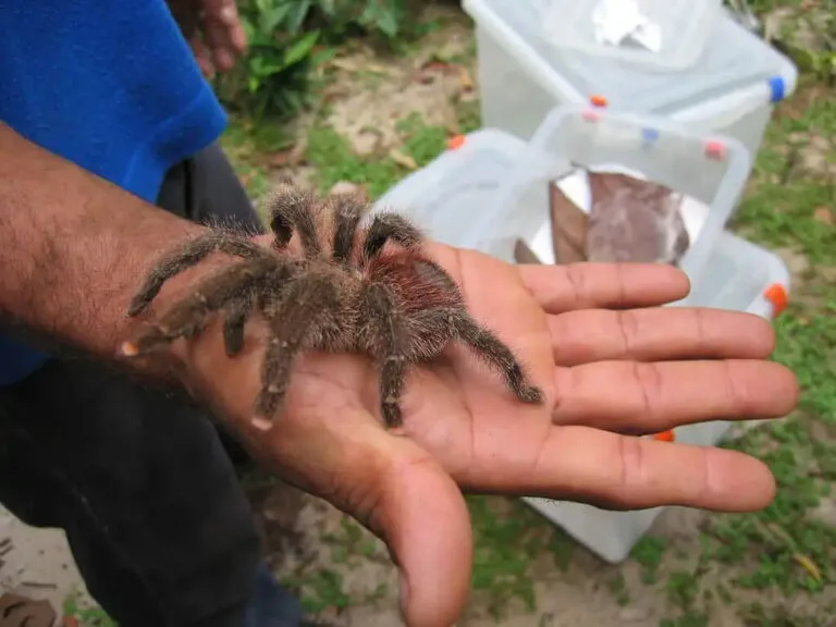 15481 pink toe tarantula color changes