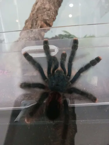 15482 pink toe tarantula enclosure