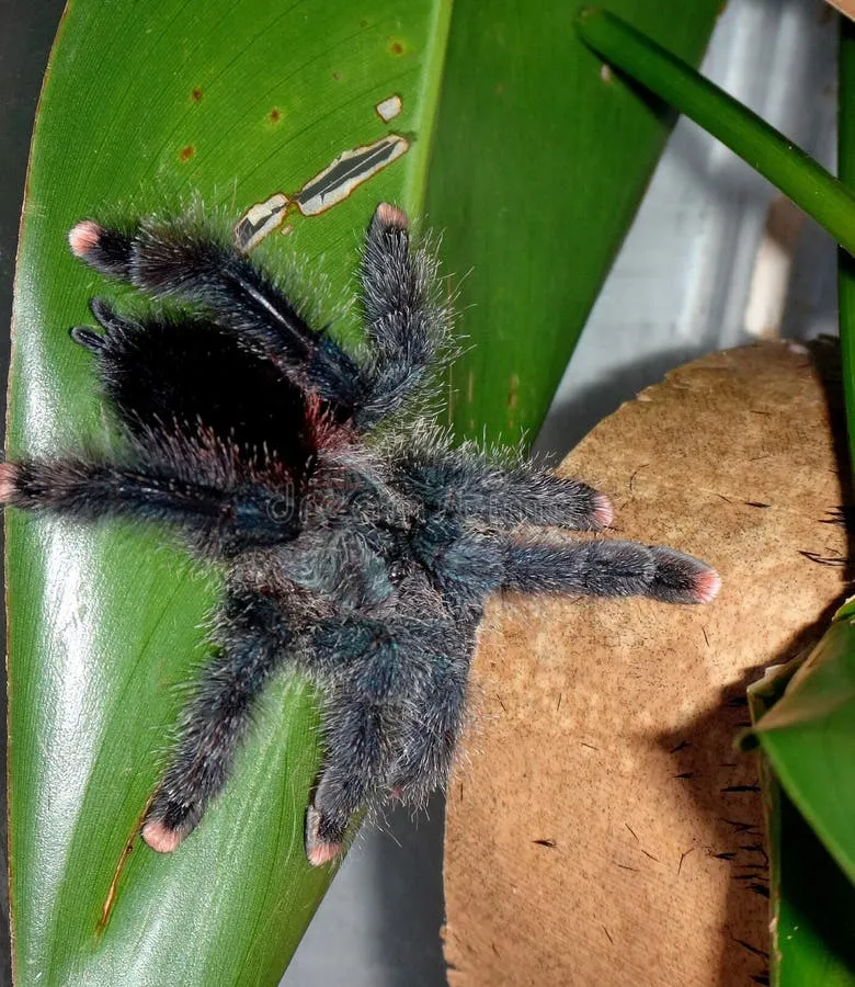 15482 pink toe tarantula humidity