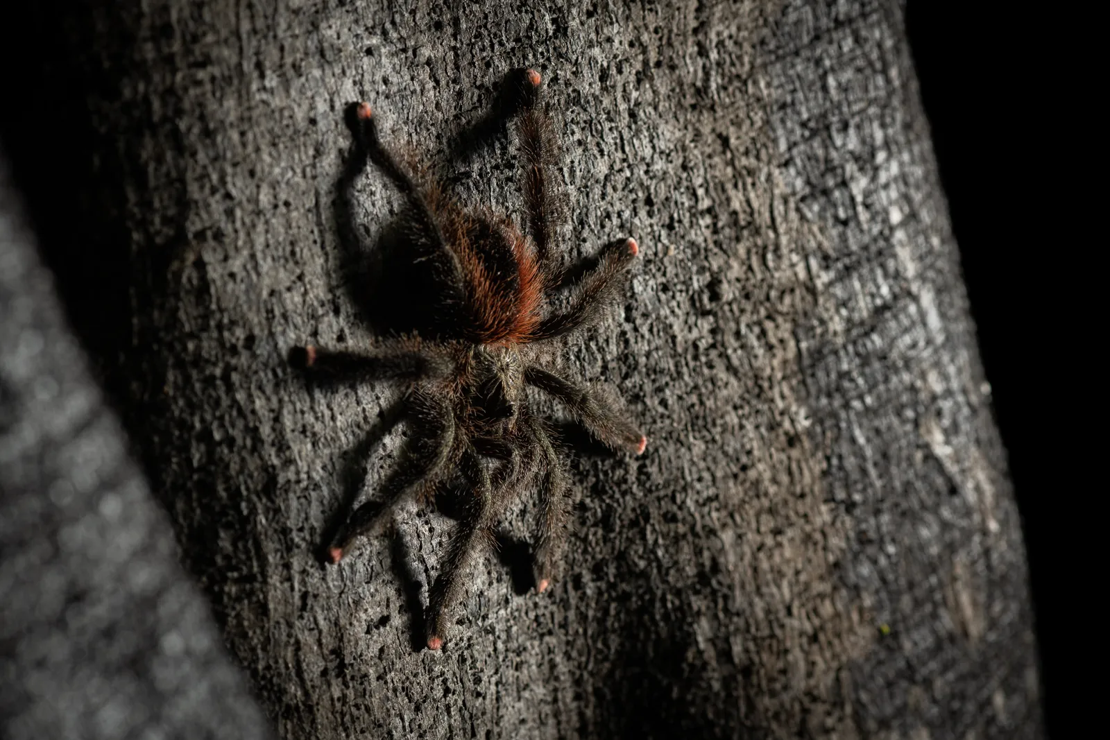 15482 pink toe tarantula rainforest