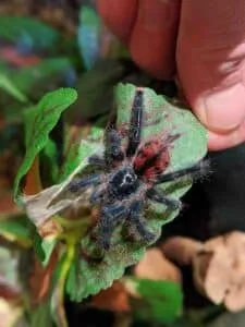 15482 pink toe tarantula substrate