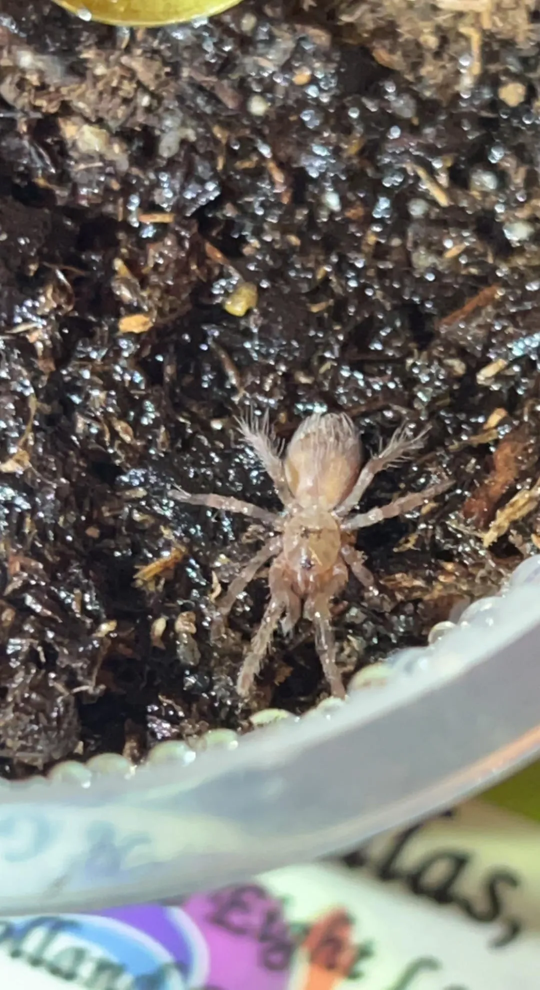 15483 vagans tarantula sling feeding