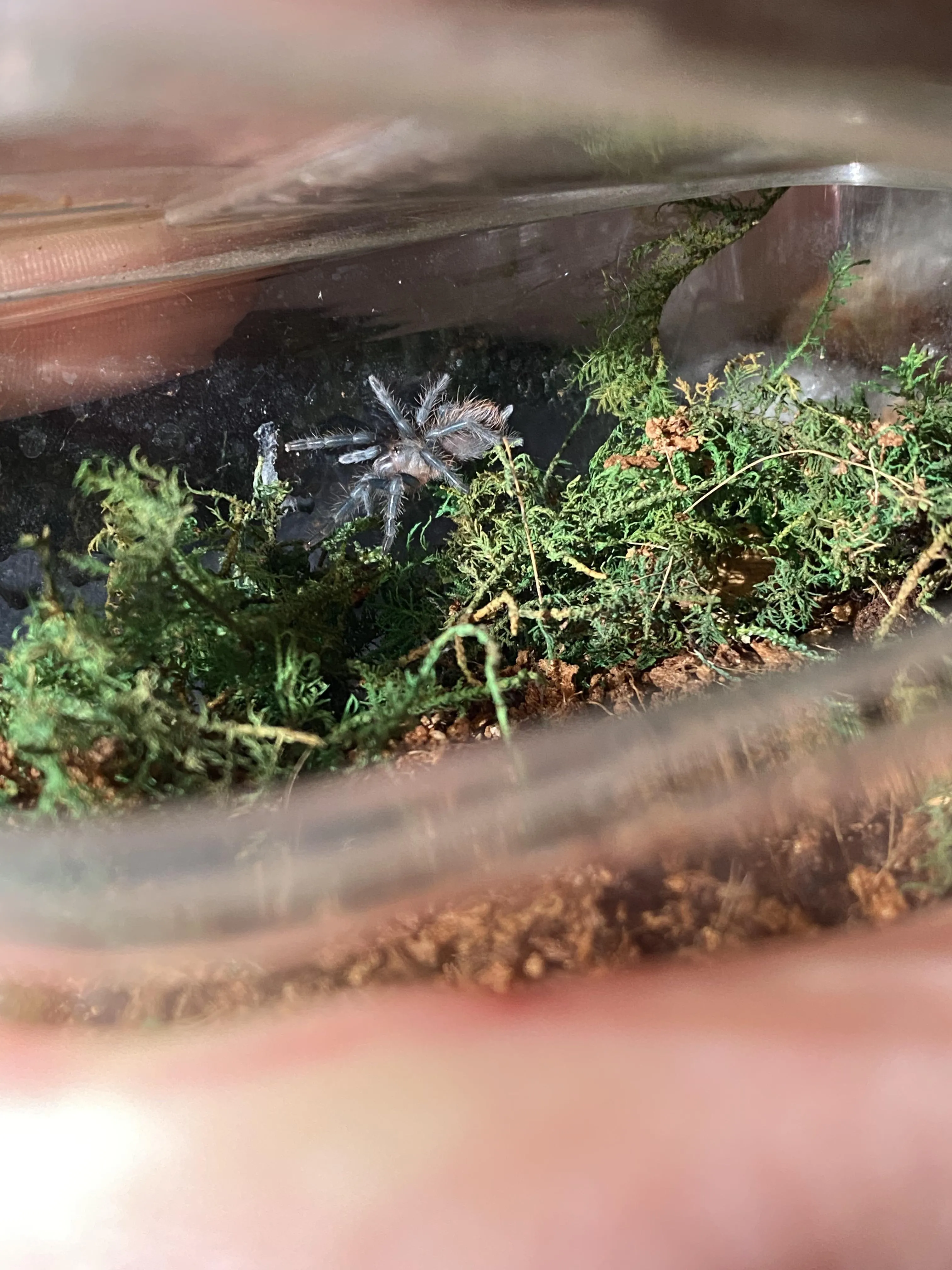 15483 vagans tarantula sling handling