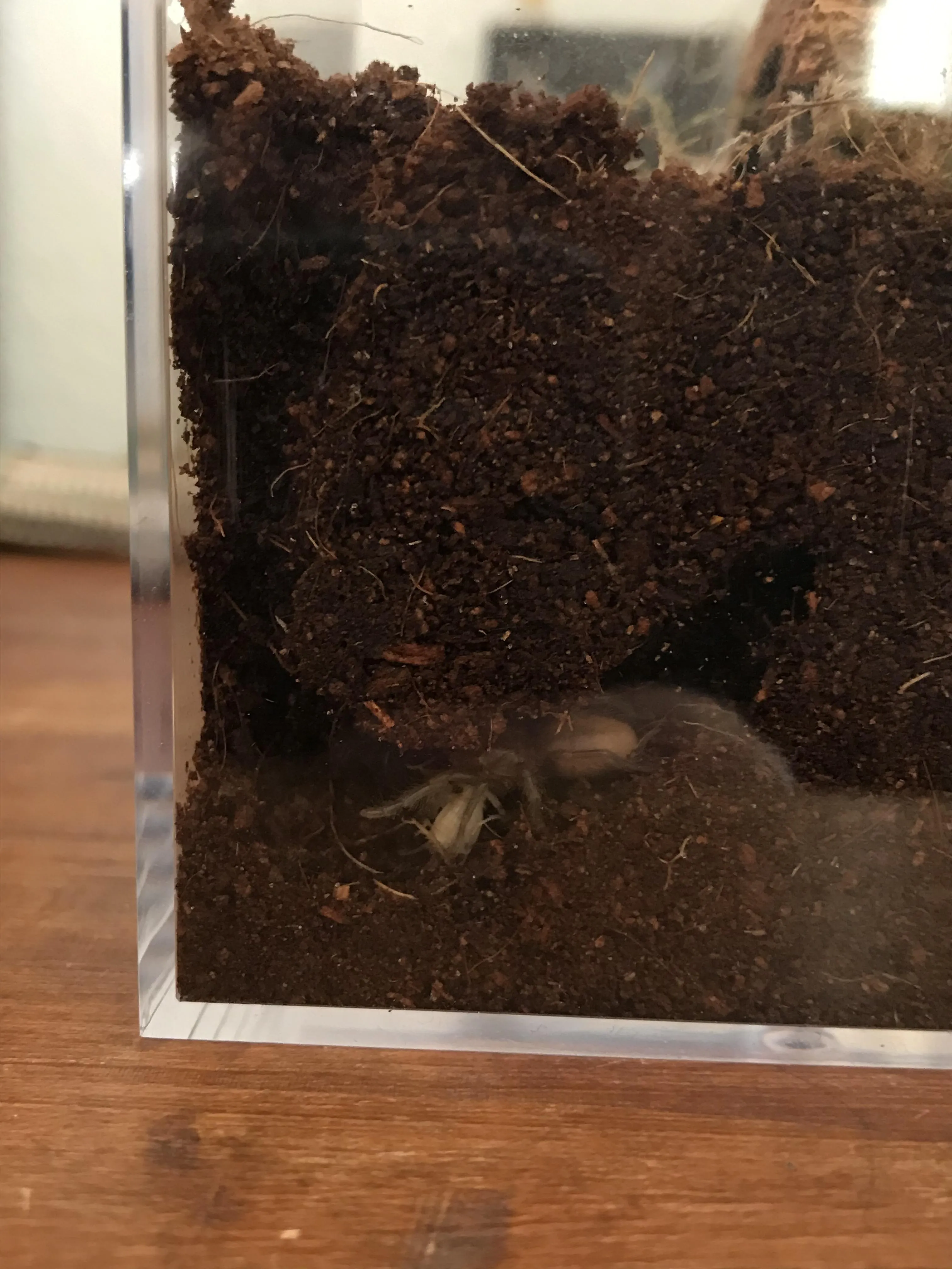 15483 vagans tarantula sling substrate