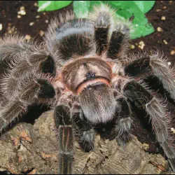 /img/15484-monitoring-tarantula.webp