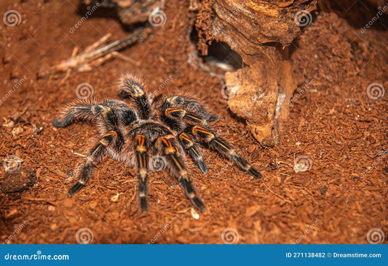 15486 tarantula defensive posture