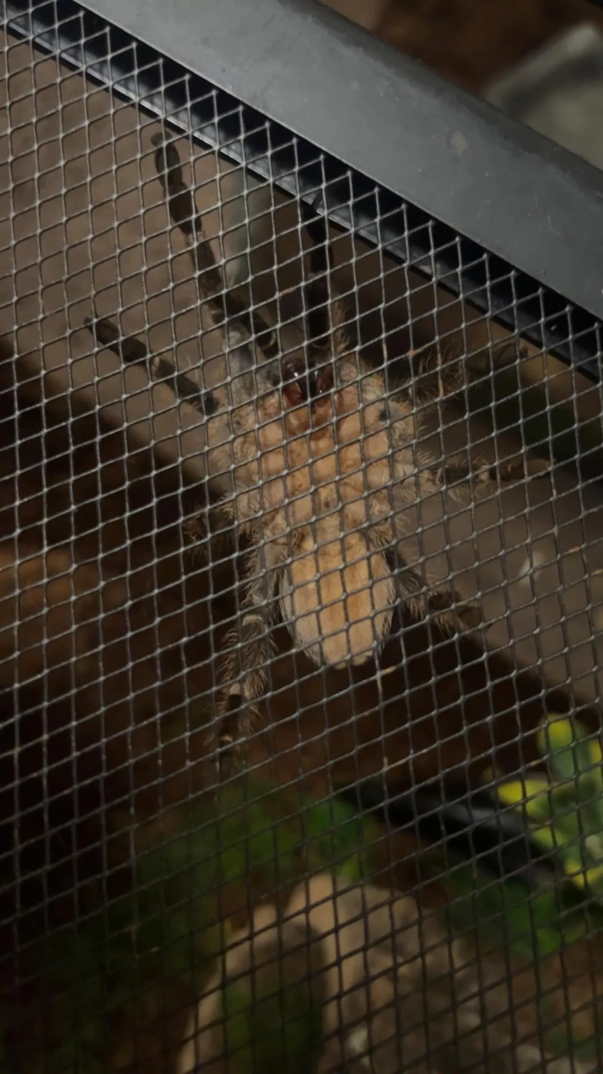 15487 female tarantula abdomen