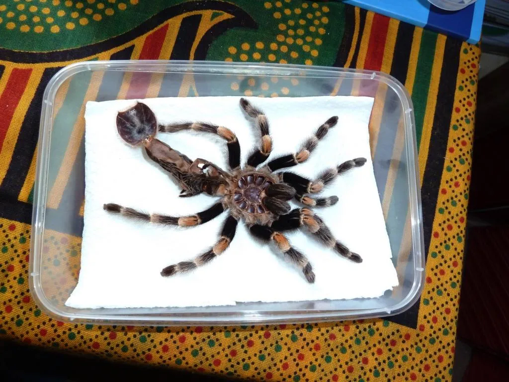 15487 tarantula exuvia